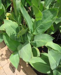 Canna x generalis - Foliage - Click to enlarge!
